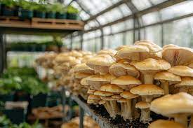Mushroom